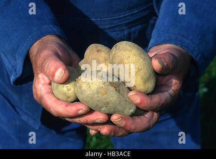 La patata, Solanum tuberosum, coltivatore di patate, Foto Stock