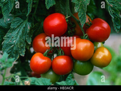 Pomodoro Solanum lycopersicum Foto Stock