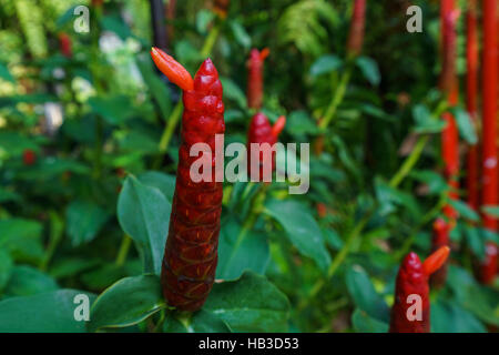 Immagine del costo woodsonii, pulsante rosso lo zenzero Foto Stock