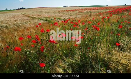 Poppies in un cornfield Foto Stock