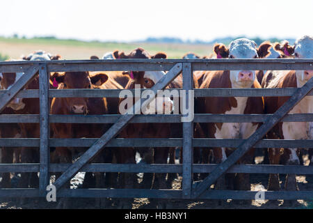 Gruppo di vacche in allevamento intensivo di animali terrestri di fattoria, Uruguay Foto Stock