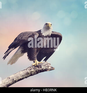 Aquila calva (Haliaeetus leucocephalus) Foto Stock