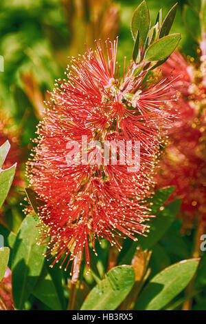 Pohutukawa in fiore Foto Stock