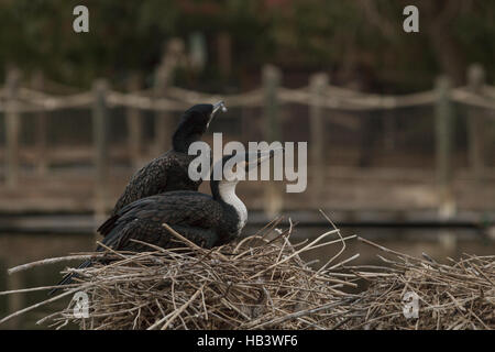 Double-crestato, cormorano Phalacrocorax auritus Foto Stock