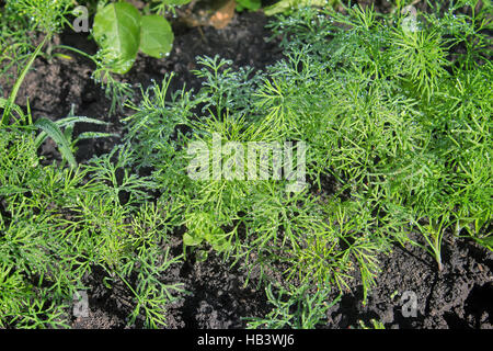 Giovani piante di aneto, coperto di rugiada. Foto Stock