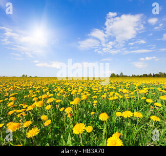 Fiori gialli colle sotto il blu cielo nuvoloso Foto Stock