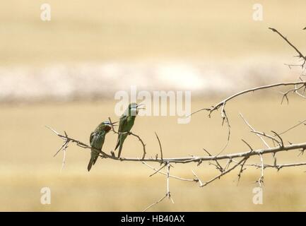 Blu-cheeked Bee-eater in Hilvan, Turchia Foto Stock