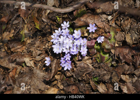 Hepatica nobilis, Anemone hepatica Foto Stock