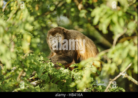 Appoggio scimmia urlatrice Foto Stock