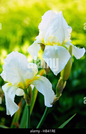 Iride bianco fiori nel giardino. Foto Stock