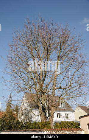 Acer saccharinum, acero argento Foto Stock