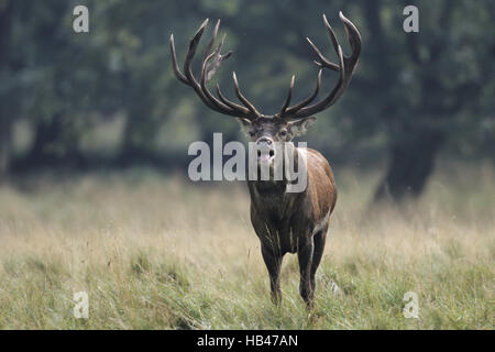 Red Deer stag ruggito nel solco Foto Stock