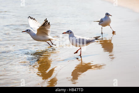 Gabbiani sulla spiaggia Foto Stock