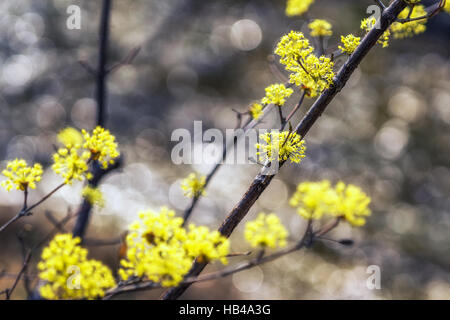 Cornus officinalis fiore primavera sbocciano i fiori Foto Stock