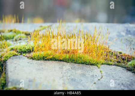 Moss su lastre di pietra Foto Stock