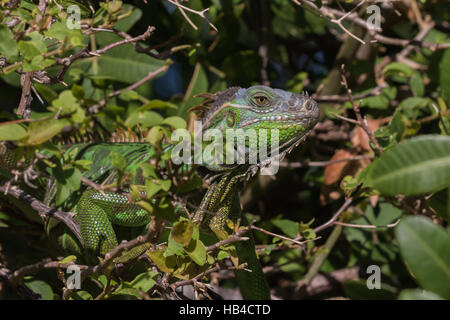 Verde (Iguana Iguana iguana), Tavernier, Key Largo, Florida Foto Stock