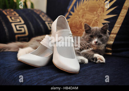 Divertente gatto grigio guardato da scarpe di nozze Foto Stock