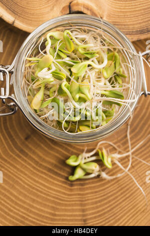 Green giovani germogli di semi di girasole nel vaso del frullatore Foto Stock