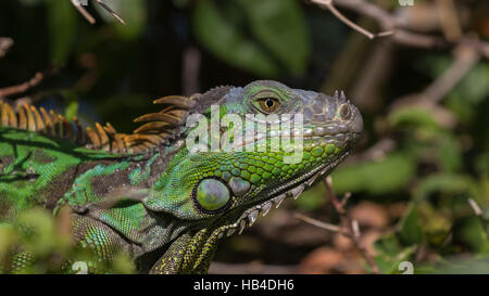 Verde (Iguana Iguana iguana), Tavernier, Key Largo, Florida Foto Stock