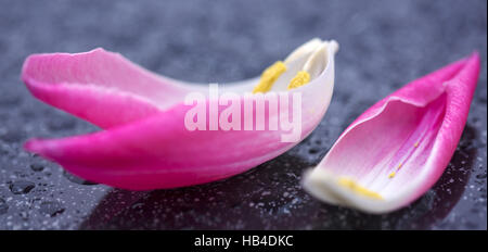 Tulip petali closeup su sfondo bianco. Foto Stock