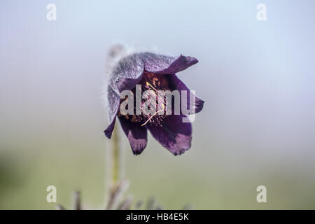 Nero "pasque flower Foto Stock