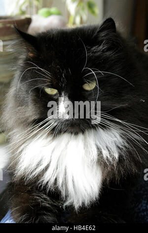 Close-up di muso di big black cat Foto Stock