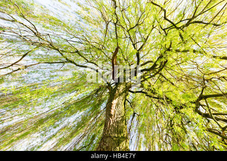 La germogliazione willow tree nella stagione primaverile Foto Stock