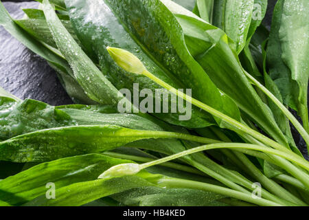 aglio selvatico Foto Stock