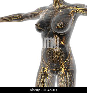 Umano sistema linfatico con ossa nel corpo trasparente Foto Stock