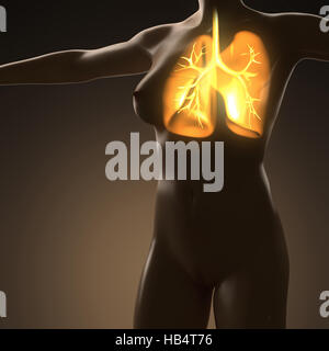 La scienza anatomia del corpo umano con candelette di polmoni Foto Stock