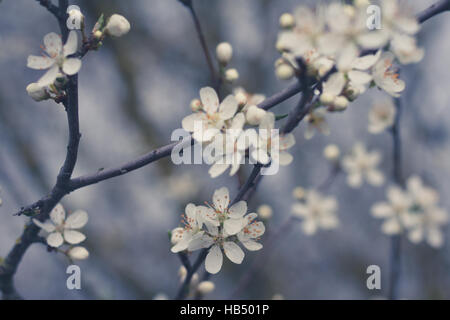 Bella Bianco fiore cherry blossom closeup Foto Stock