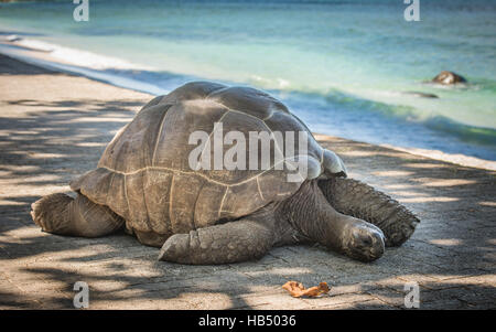 Seychelles tartaruga gigante Foto Stock