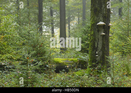 Vecchio Mossy tronco di albero nella foresta di faggio (Fagus sylvatica), Germania Foto Stock