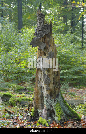 Vecchio Mossy tronco di albero nella foresta di faggio (Fagus sylvatica), Germania Foto Stock