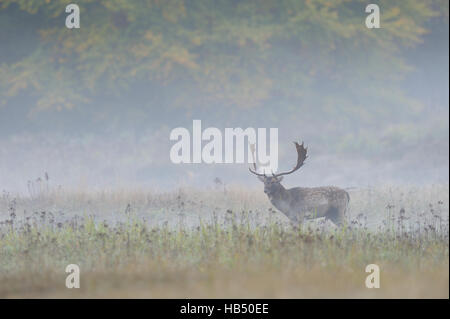 Daino nella nebbia mattutina, Germania Foto Stock