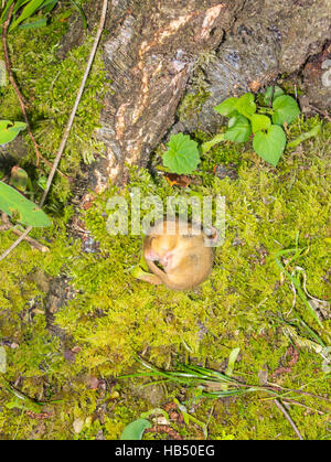 Hazel ghiro (Muscardinus avellanarius) moloc membro. il monitoraggio da parte del titolare della licenza Herefordshire UK Foto Stock