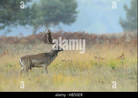 Daini (Cervus dama) in autunno, Germania Foto Stock