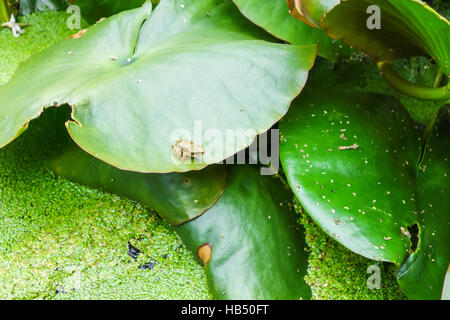 Imature Rana comune (Rana temporaria) su Lilly pad Foto Stock
