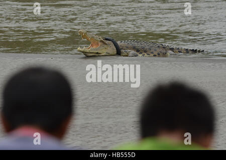 Palu, Indonesia. 04 Dic, 2016. Residenti watch wild coccodrillo intrappolato pneumatici per motocicli a prendere il sole sulla sabbia fiume era receding. Crocodile catturati in moto il pneumatico è ora in stato di morte dal collo in pneumatici per motocicli soffoca sempre di più di lui e le risorse naturali Conservation Centre (BKSDA) locali non poteva fare niente per aiutare il coccodrillo in assenza di attrezzatura di supporto. Credito: Basri Marzuki/Pacific Press/Alamy Live News Foto Stock