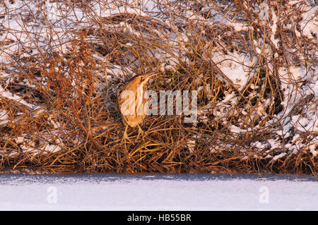 Tarabuso su ghiaccio e neve Foto Stock