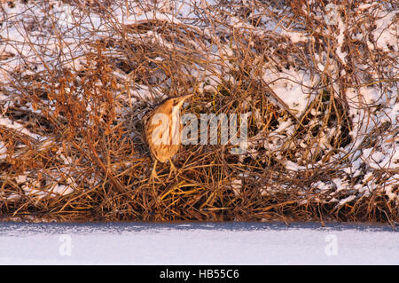 Tarabuso su ghiaccio e neve Foto Stock