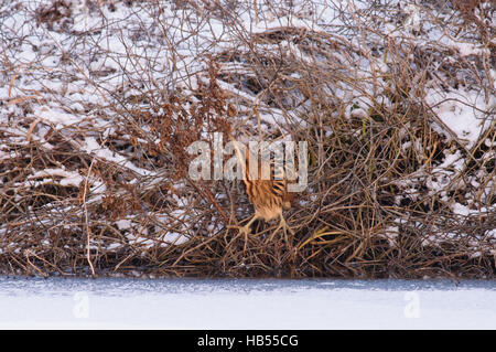 Tarabuso su ghiaccio e neve Foto Stock