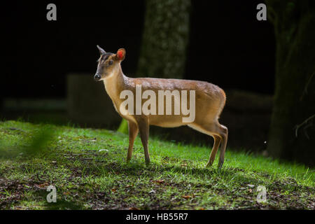 Cinese (muntjac Muntiacus reevesi), noto anche come il Reeves muntjac del. Foto Stock