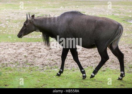 Nilgai (Boselaphus tragocamelus), noto anche come il nilgau o blue bull. Foto Stock