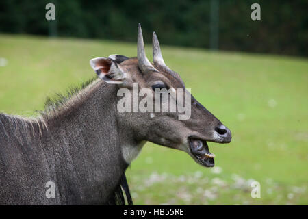 Nilgai (Boselaphus tragocamelus), noto anche come il nilgau o blue bull. Foto Stock