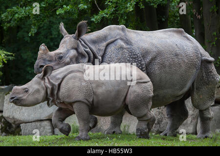 Nove-mese-vecchio il rinoceronte indiano (Rhinoceros unicornis) chiamato puri con sua madre Rapti presso lo Zoo di Hellabrunn di Monaco di Baviera, Germania. Il bambino rhin Foto Stock