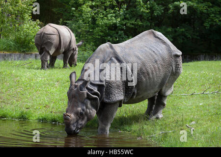 Il rinoceronte indiano (Rhinoceros unicornis) presso lo Zoo di Hellabrunn di Monaco di Baviera, Germania. Foto Stock