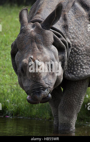 Il rinoceronte indiano (Rhinoceros unicornis) presso lo Zoo di Hellabrunn di Monaco di Baviera, Germania. Foto Stock