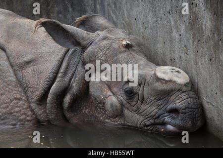 Il rinoceronte indiano (Rhinoceros unicornis) con il suo corno tagliate presso lo Zoo di Hellabrunn di Monaco di Baviera, Germania. Foto Stock