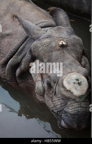 Il rinoceronte indiano (Rhinoceros unicornis) con il suo corno tagliate presso lo Zoo di Hellabrunn di Monaco di Baviera, Germania. Foto Stock